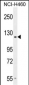 GPR144 Antibody (Center)